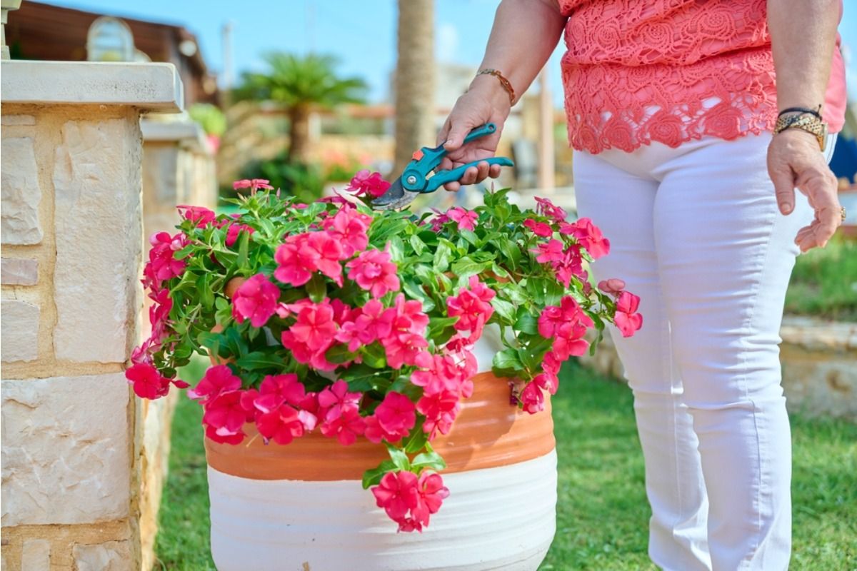 Gardener Says Someone Keeps Cutting Flowers From Her Front Yard Before Weekend Events, Now She’s Thinking About Removing Them Entirely