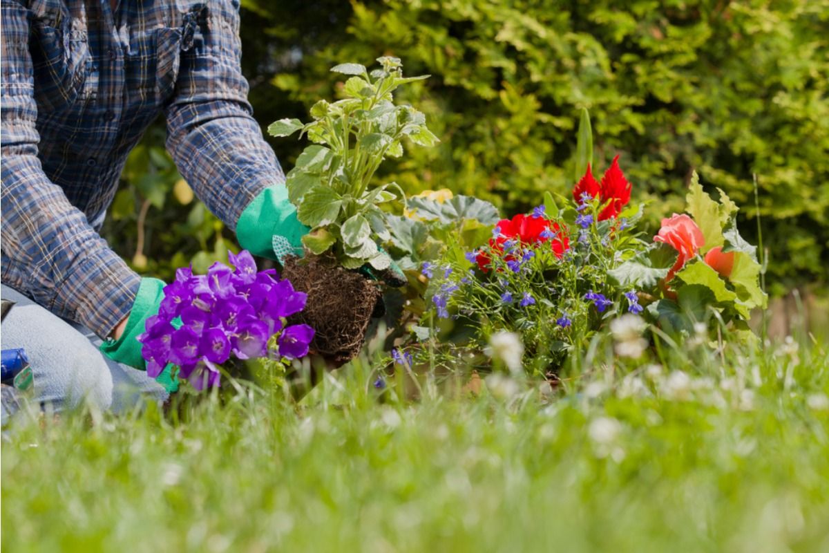 Gardener Says Someone Keeps Digging Up Newly Planted Bulbs at Night, Now She’s Trying to Figure Out if It’s Animals or People