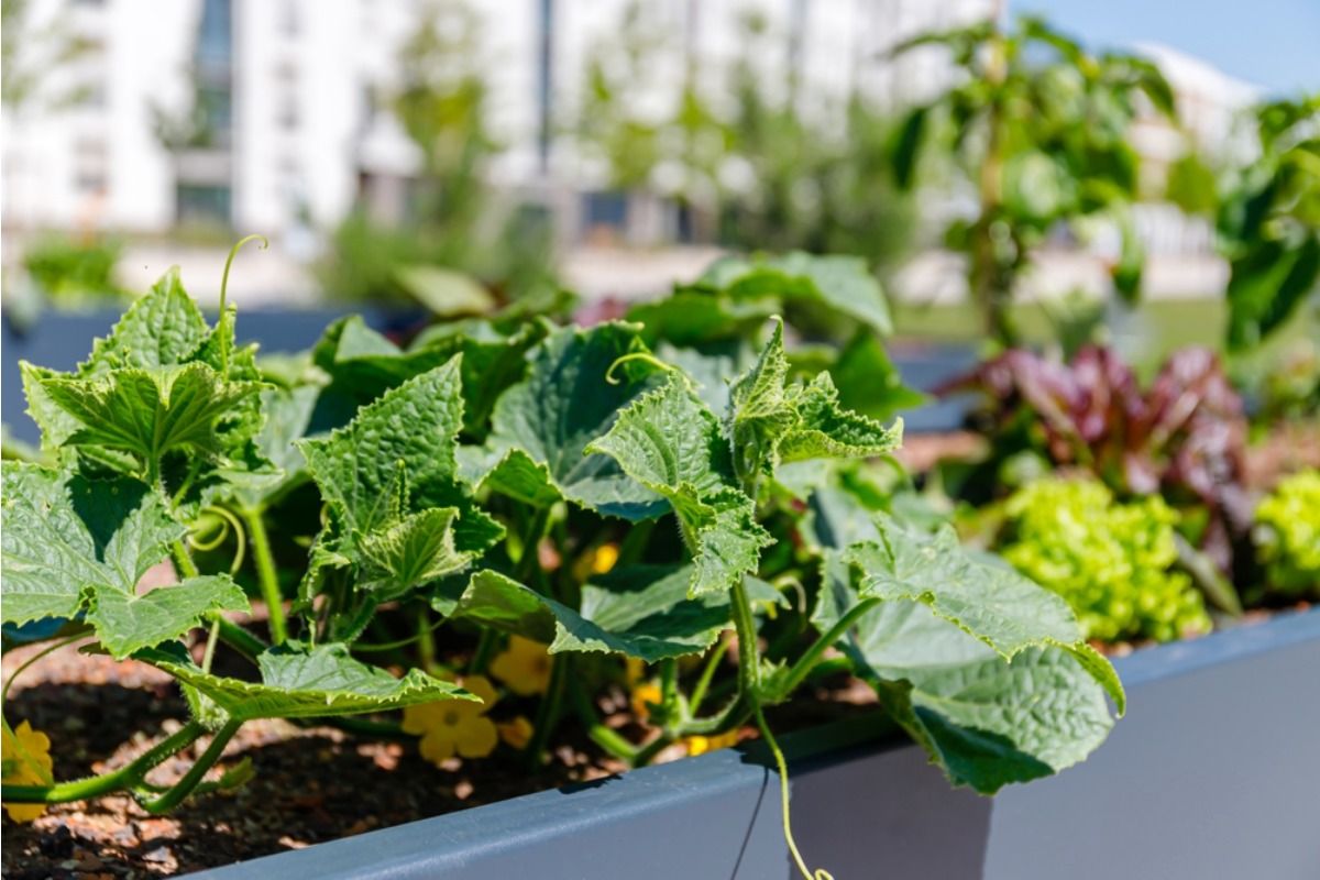 Gardener Says Someone Keeps Harvesting Herbs From the Front Yard “Just for Cooking,” Now She’s Thinking About Moving Everything to the Backyard