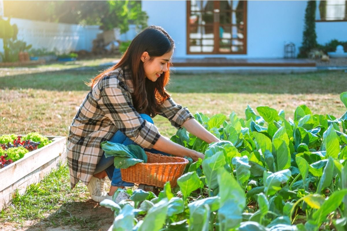 Gardener Says Someone Keeps Harvesting Only the Best Vegetables and Leaving the Rest Behind, Now She’s Trying to Catch Them