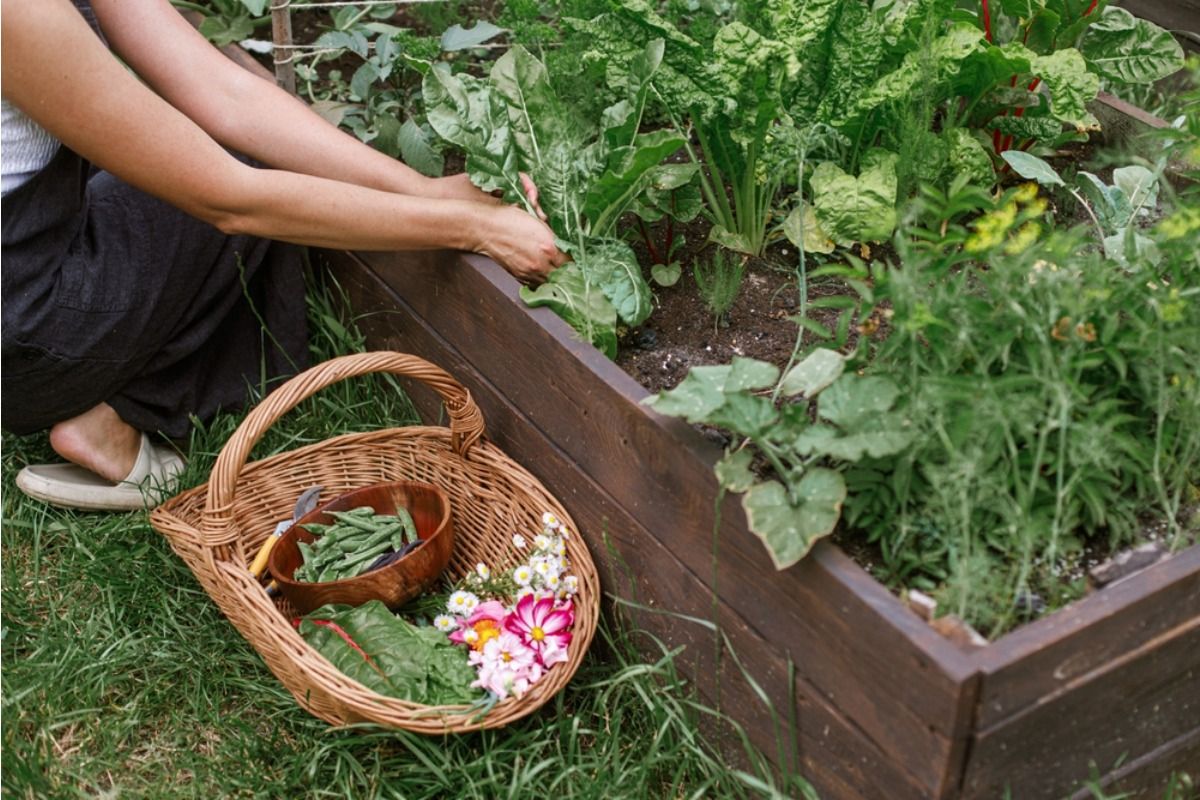 Gardener Says Someone Keeps Harvesting Vegetables Before They’re Fully Grown, Now She’s Labeling Plants With Warning Signs