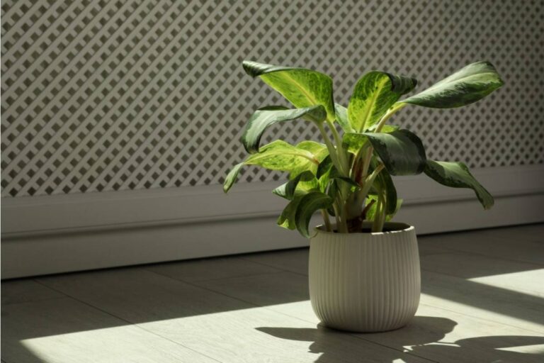 Gardener Says Someone Keeps Moving Her Plant Pots Into the Shade Without Asking, Now Growth Patterns Are Becoming Unpredictable