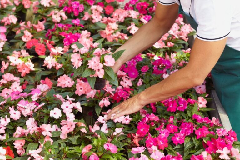Gardener Says Someone Keeps Picking Flowers From Her Front Yard for “Decoration,” Now She’s Considering Removing Them Completely