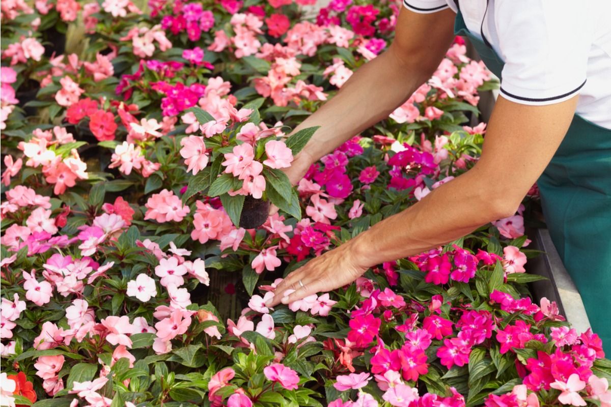 Gardener Says Someone Keeps Picking Flowers From Her Front Yard for “Decoration,” Now She’s Considering Removing Them Completely