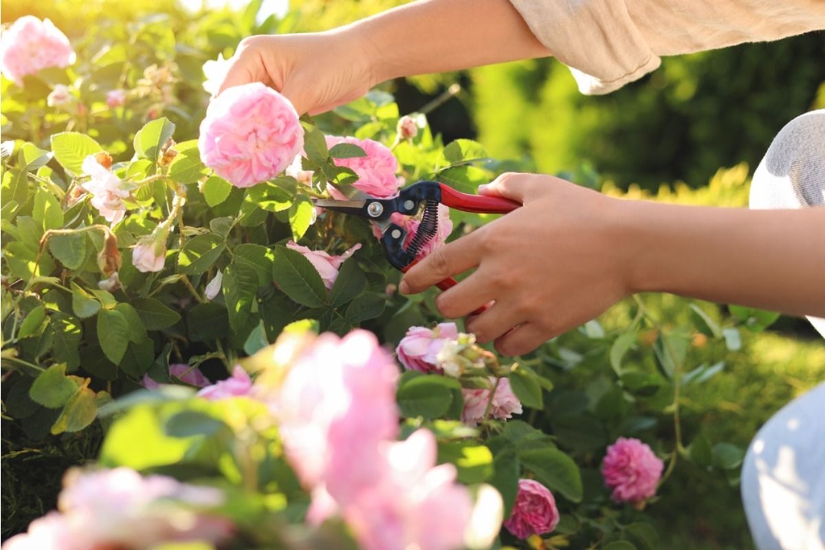 Gardener Says Someone Keeps Picking Flowers From Her Yard for Weddings and Events, Now She’s Thinking About Removing Them Completely