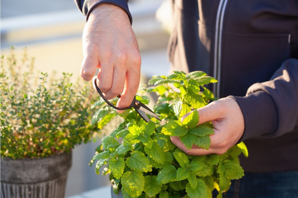 Gardener Says Someone Keeps Picking Herbs From Pots Left Outside Her Kitchen Door, Now She’s Moving Everything Indoors