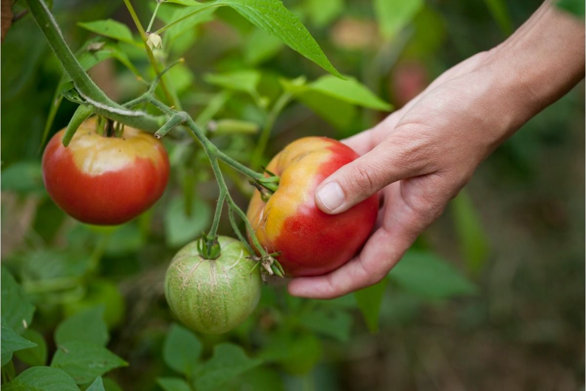 Gardener Says Someone Keeps Picking Unripe Tomatoes From Her Garden, Now She’s Considering Harvesting Everything Early to Prevent Loss