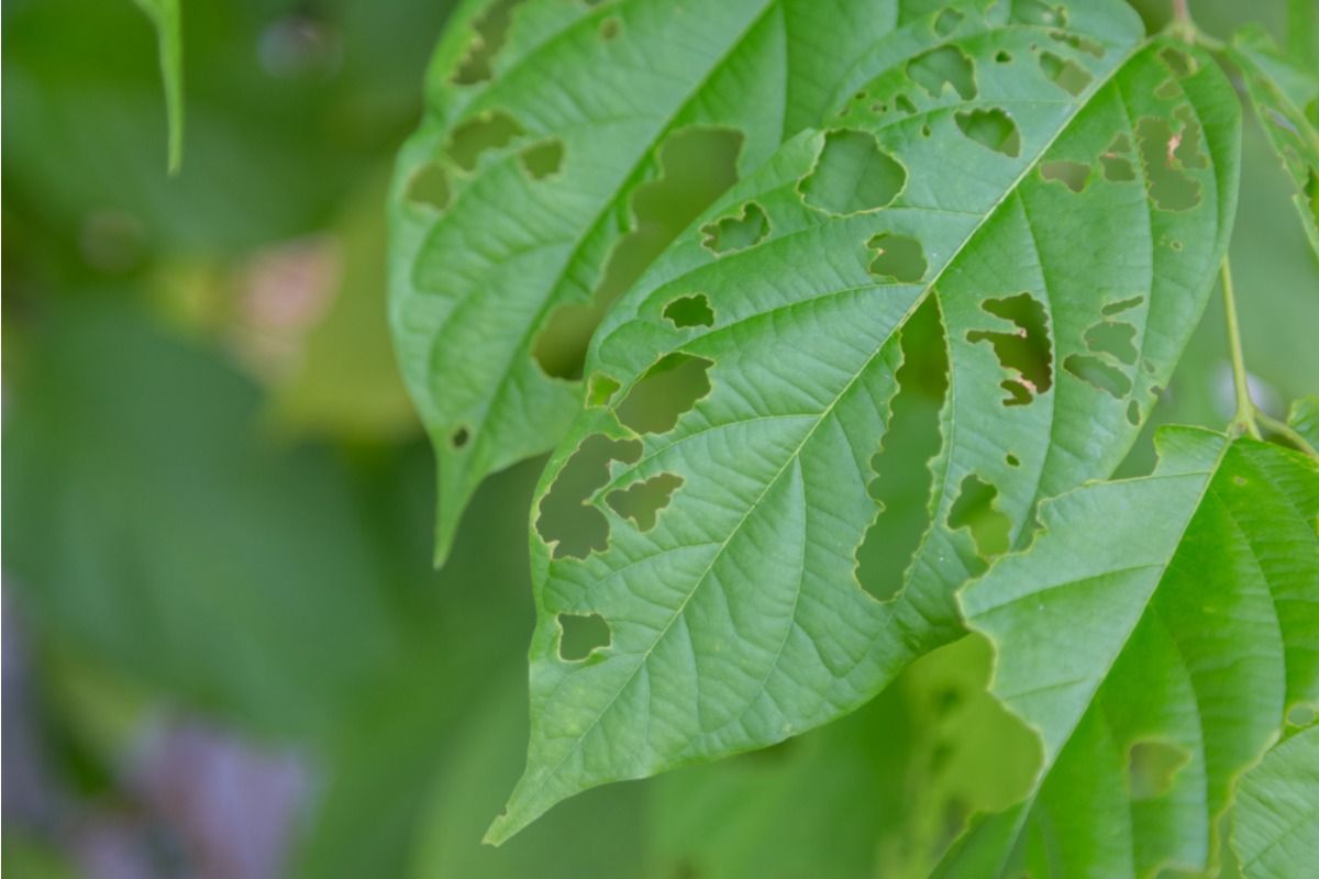Gardener Says Someone Keeps Removing “Ugly” Insect-Eaten Leaves From Her Plants, Now Growth Is Slowing Across the Garden