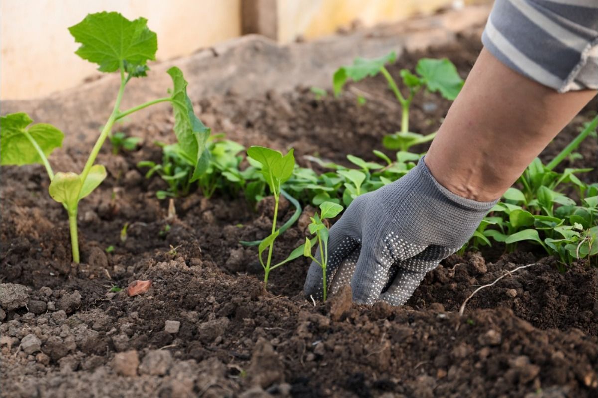 Gardener Says Someone Keeps Replacing Her Carefully Planted Seedlings With Different Plants, Now She’s Trying to Catch Who’s Doing It