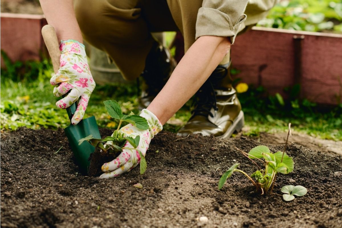 Gardener Says Someone Keeps Replacing Her Carefully Planted Seedlings With Store-Bought Plants, Now She Can’t Tell What’s Hers Anymore