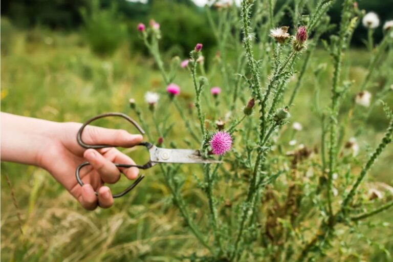 Gardener Says Someone Keeps Snipping Flowers From Her Yard Before They Bloom, Now She’s Losing Patience With the Neighborhood