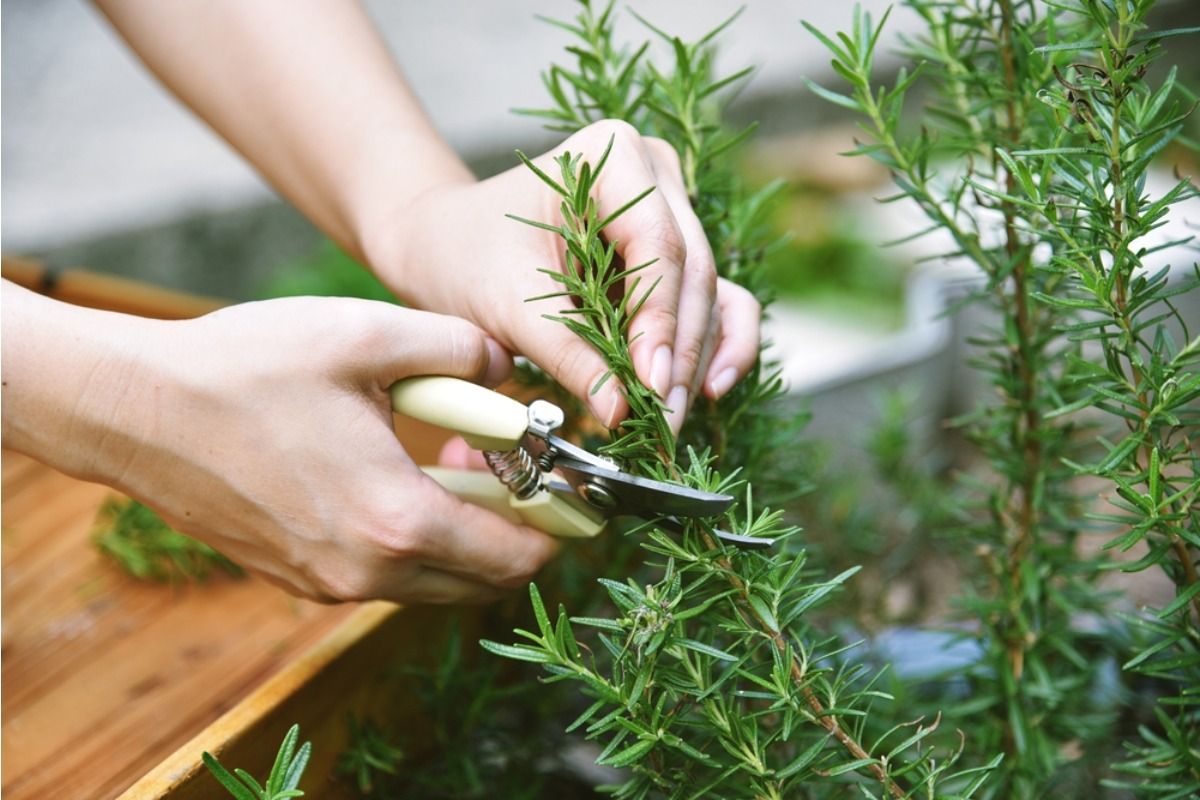 Gardener Says Someone Keeps Taking Cuttings From Her Plants to Grow Their Own, Now She’s Calling It “Plant Theft”