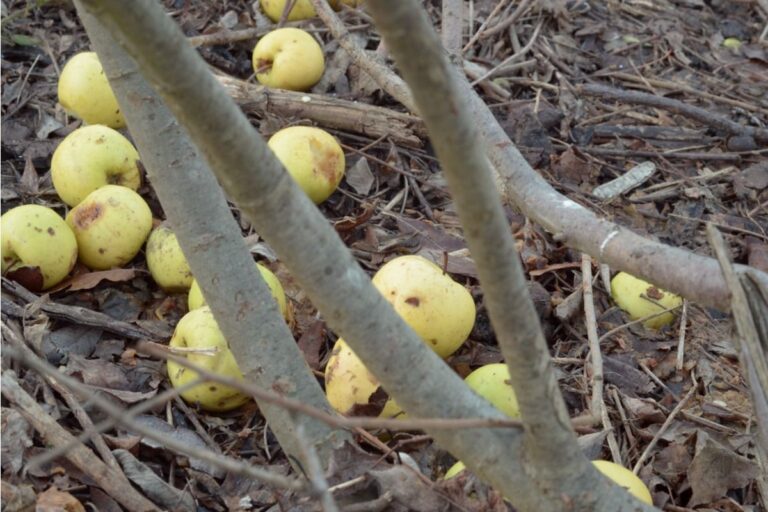 Gardener Says Someone Keeps Taking Fallen Fruit From Her Yard Before She Can Collect It, Now She’s Calling It “Harvest Theft”