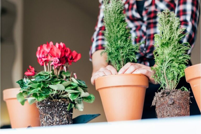 Gardener Says Someone Keeps Taking Plant Pots From Her Porch and Returning Them Days Later, Now the Entire Neighborhood Is Confused