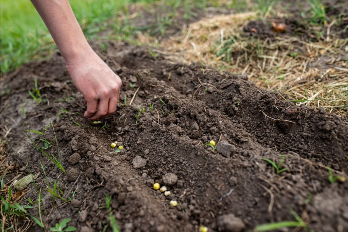Gardener Says Someone Keeps Taking Seeds From Her Community Garden Plots Without Asking, Now Trust Between Members Is Falling Apart