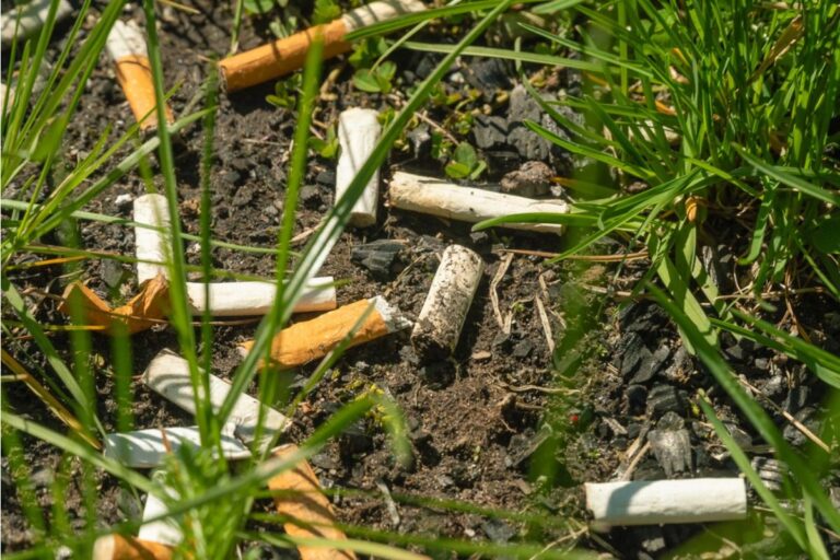 Gardener Says Someone Keeps Tossing Cigarette Butts Into Her Raised Beds, Now She’s Installing Cameras to Catch the Person Responsible