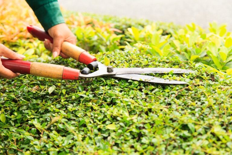 Gardener Says Someone Keeps Trimming Her Plants Without Asking, Now She’s Not Sure How Much Damage Has Been Done
