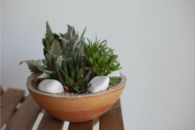 Gardener Says Someone Keeps Watering Her Succulents Like Regular Plants, Now She’s Losing Rare Varieties One by One