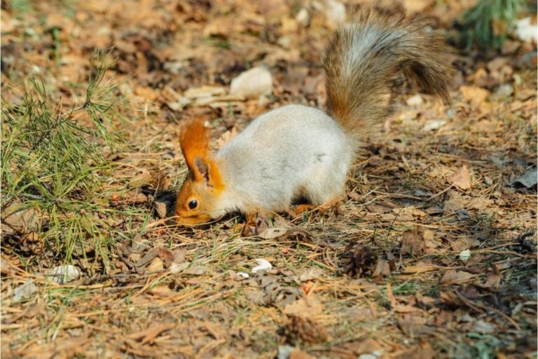 Gardener Says Squirrels Keep Digging Up Newly Planted Seeds Every Morning, Now He’s Testing Unusual Ways to Stop Them