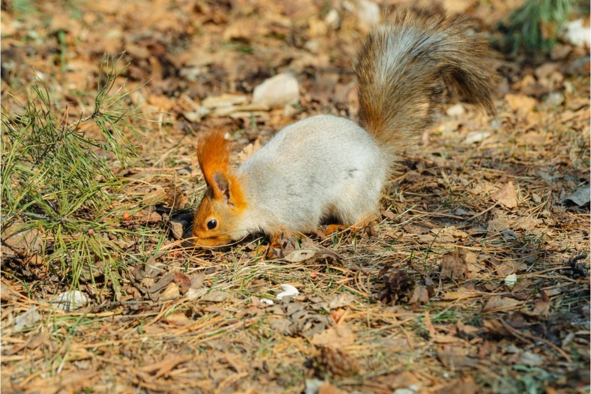 Gardener Says Squirrels Keep Digging Up Newly Planted Seeds Every Morning, Now He’s Testing Unusual Ways to Stop Them