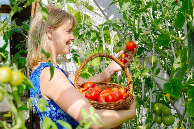 Gardener Says Visitors Keep Asking for “Just One Tomato,” Now Entire Harvests Are Slowly Disappearing Over Time