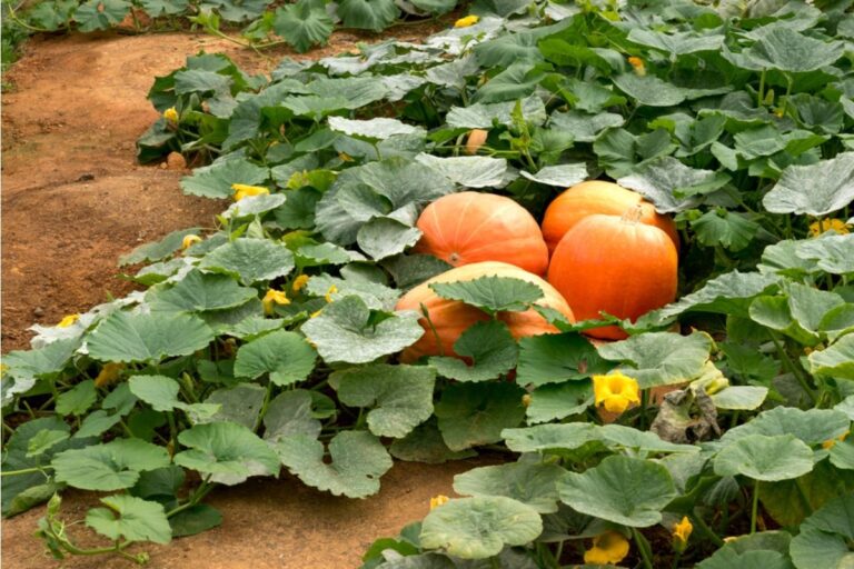 Gardeners Are Letting Pumpkins Spread Across Front Yards This Year, And Neighbors Say Sidewalks Are Starting to Disappear Under Vines