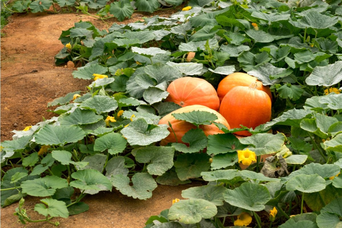 Gardeners Are Letting Pumpkins Spread Across Front Yards This Year, And Neighbors Say Sidewalks Are Starting to Disappear Under Vines