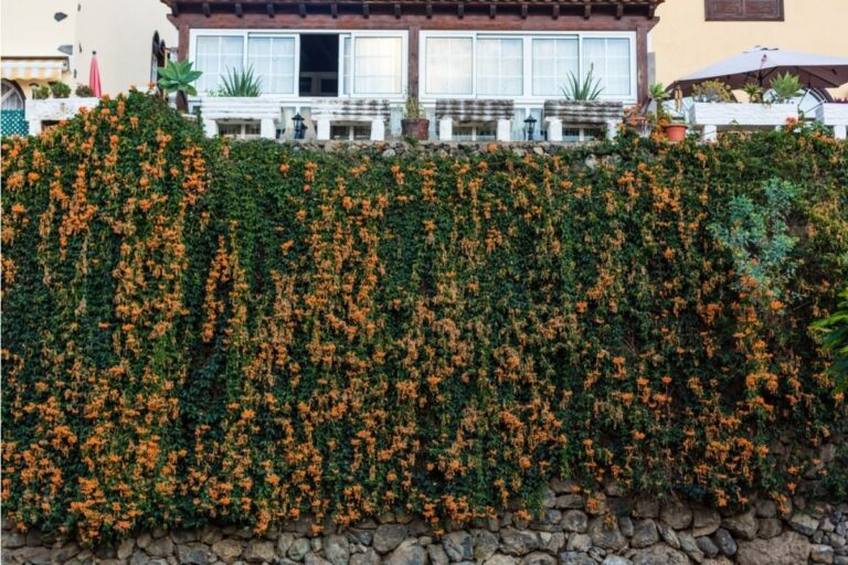 Gardeners Are Planting Privacy Hedges Instead of Fences, And Some Neighbors Say the Massive Walls of Green Are Creating Tension Between Yards