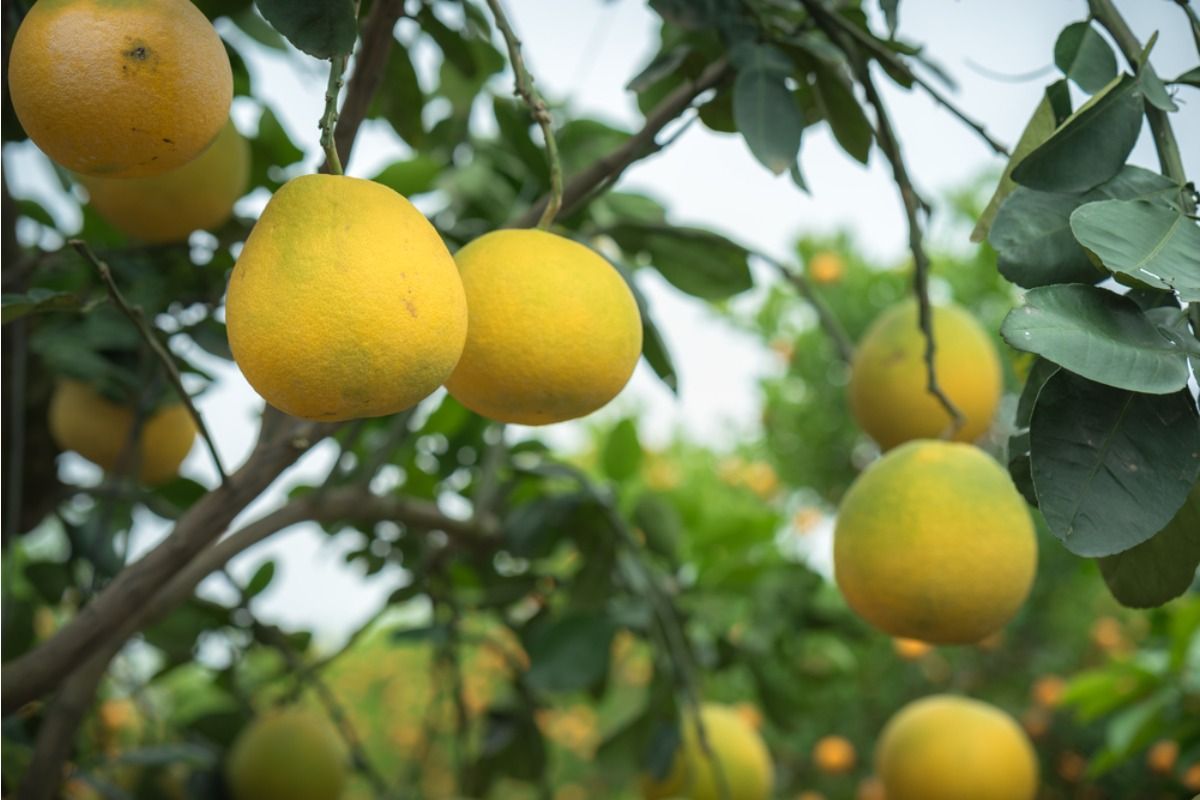 Home Gardeners Are Letting Fruit Trees Hang Over Shared Fences, And It’s Creating Ongoing Arguments About Who Gets to Harvest What