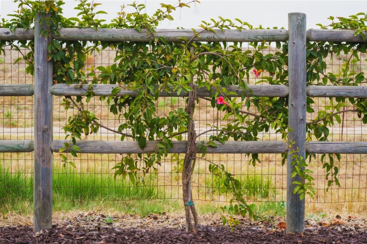 Home Gardeners Are Planting Fast-Growing Vines Along Fences, And Neighbors Say They’re Slowly Taking Over Shared Boundaries