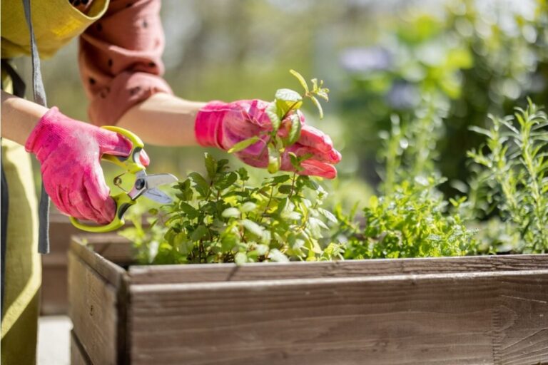 Home Gardeners Are Planting Food Instead of Flowers This Year, And Some Neighbors Say the Yards Are Starting to Look “Too Functional”
