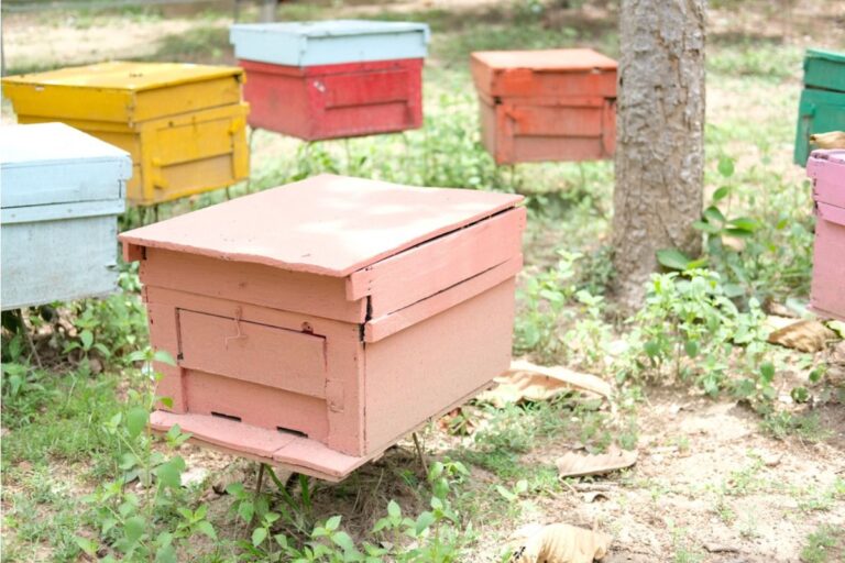 Homeowner Says His Backyard Beehives Are Helping His Garden Thrive, But Nearby Residents Want Them Removed From the Neighborhood