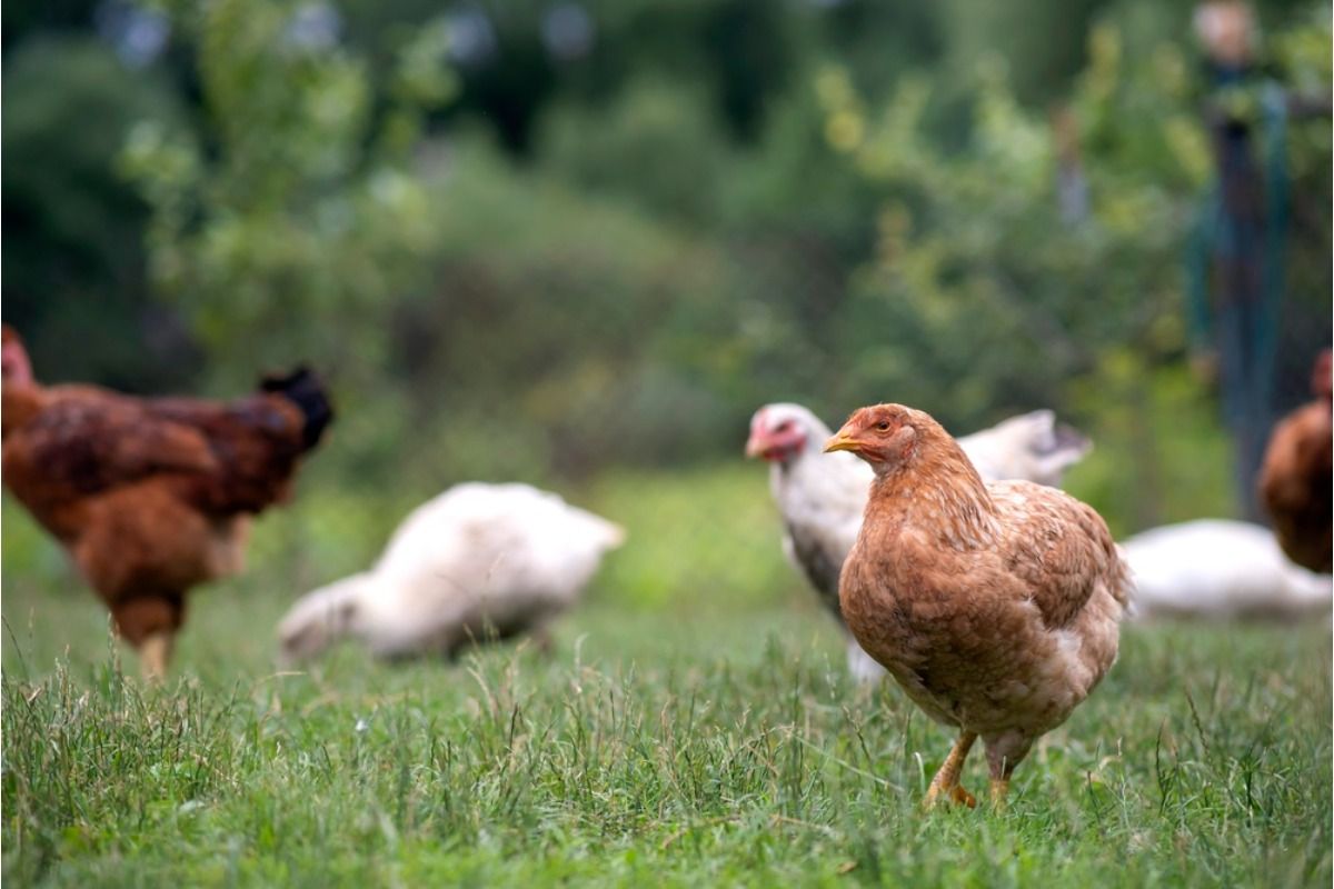 Homeowner Says His Backyard Chickens Escaped Into Nearby Gardens One Time, Now Neighbors Blame Every Missing Plant on Him
