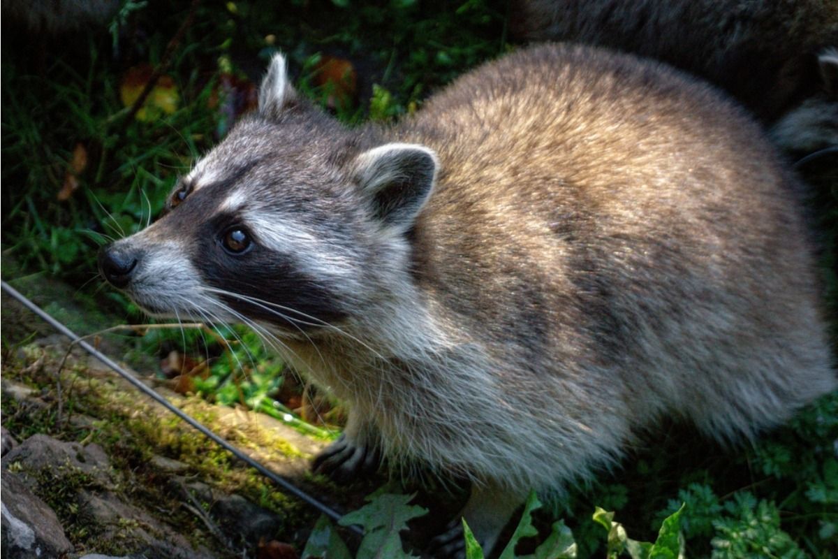 Homeowner Says His Backyard Compost Attracted Raccoons Into Nearby Yards, Now the Entire Neighborhood Wants a Solution