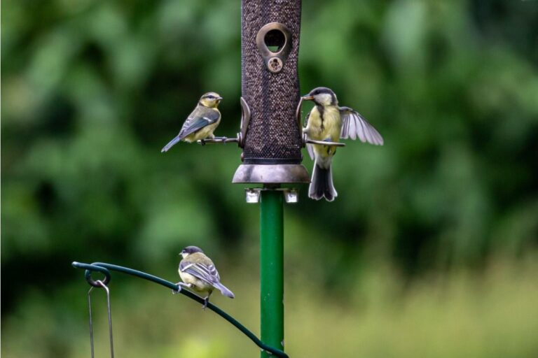 Homeowner Says His Backyard Garden Became Popular With Local Birds, Now Nearby Neighbors Are Complaining About Noise Every Morning
