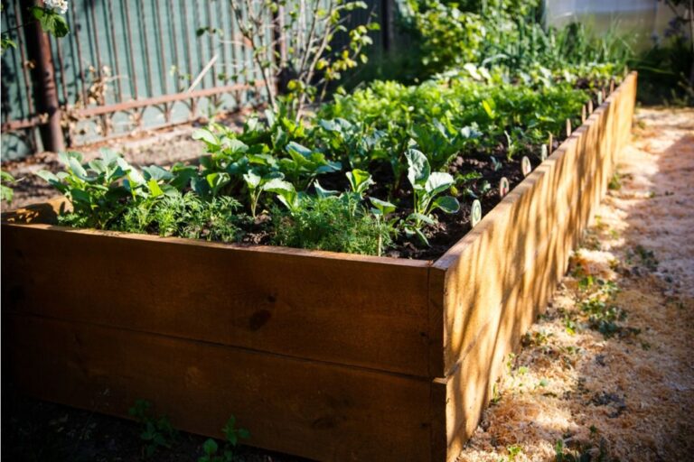 Homeowner Says His Backyard Garden Became So Productive That Relatives Started Expecting Weekly Free Produce Deliveries