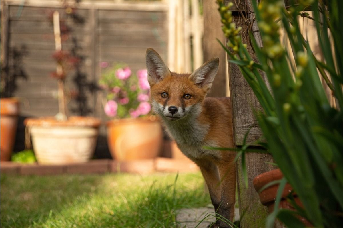 Homeowner Says His Backyard Garden Started Drawing Wildlife Into Nearby Yards, Now the Neighborhood Is Split Over Whether It’s a Problem