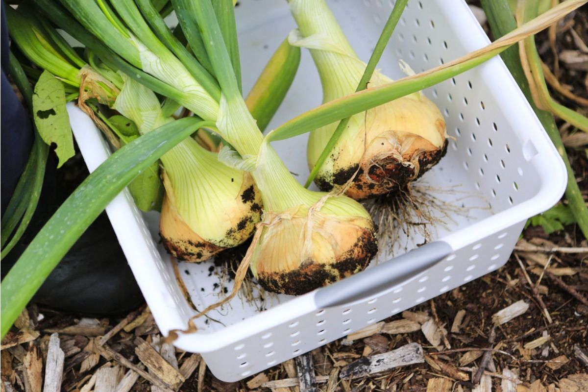 Homeowner Says His Backyard Garden Started a Competition on the Street, Now Neighbors Are Secretly Comparing Harvest Sizes Every Weekend