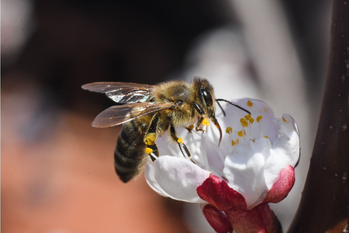 Homeowner Says His Backyard Vegetable Garden Attracts So Many Bees That Nearby Families Are Starting to Avoid the Area