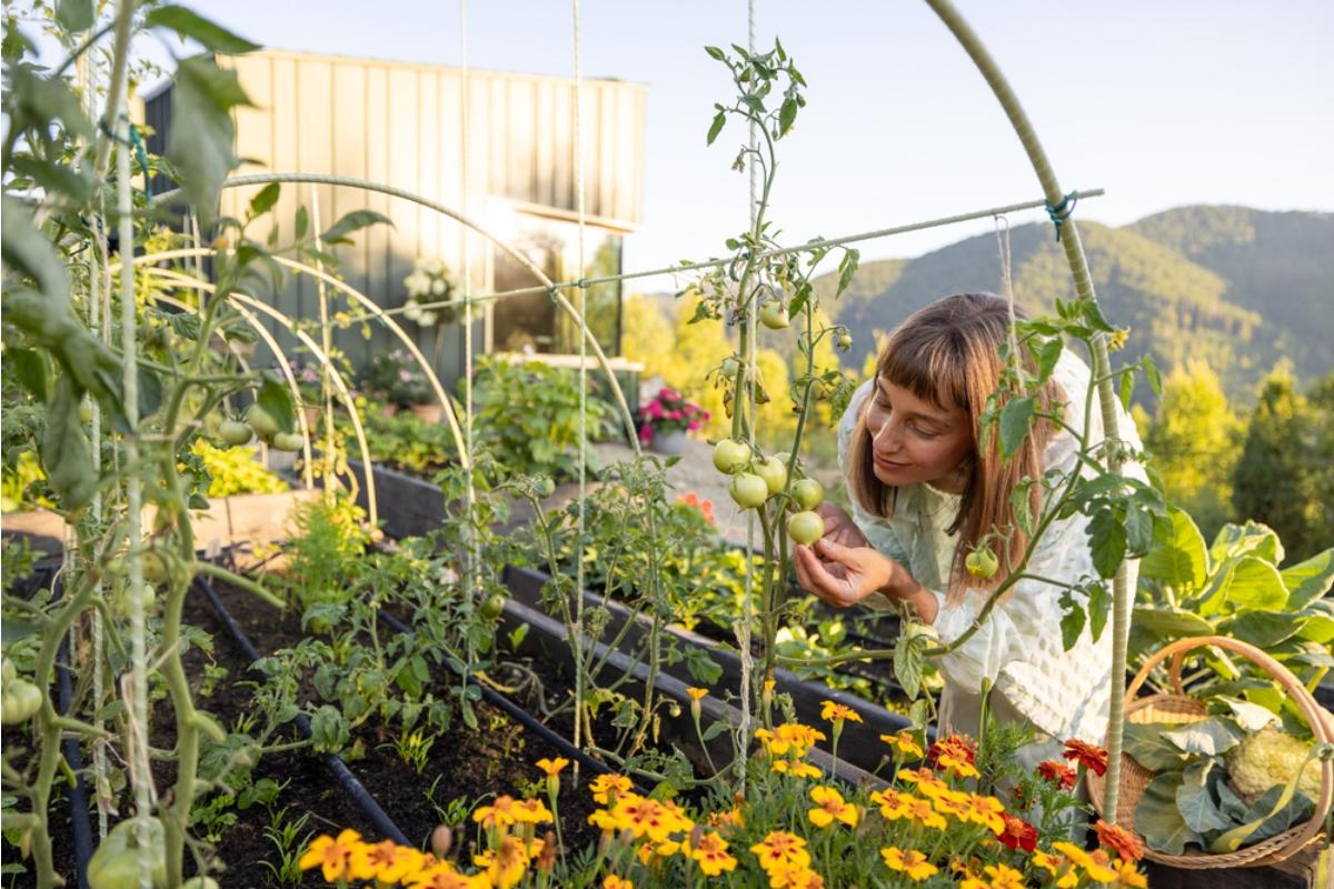 Homeowner Says His Backyard Vegetable Garden Became So Successful That Neighbors Started Copying His Layout, Now Everyone Is Competing for Space and Sunlight