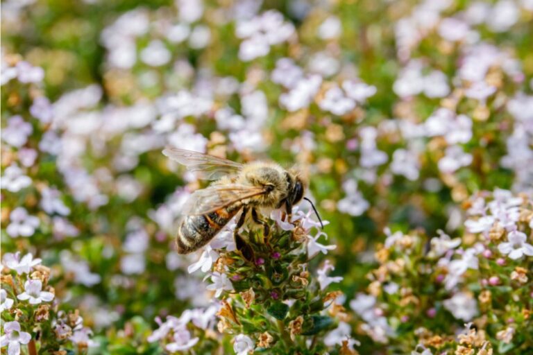 Homeowner Says His Neighbor Complained About Bees for Months, Then Started Planting Flowers to Attract Them After Seeing Better Gardens Nearby