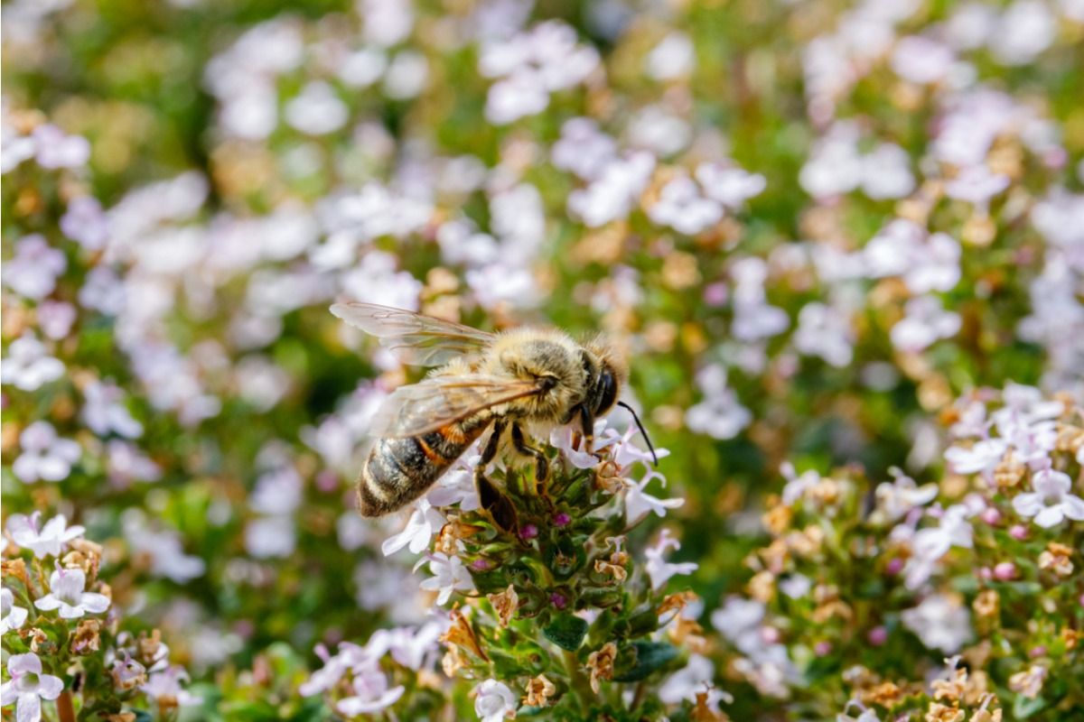 Homeowner Says His Neighbor Complained About Bees for Months, Then Started Planting Flowers to Attract Them After Seeing Better Gardens Nearby