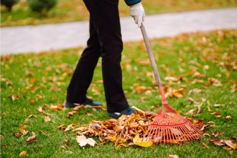 Homeowner Says His Neighbor Keeps Dumping Fallen Leaves Into His Garden Instead of Bagging Them, Now He’s Spending Hours Cleaning Up Every Week