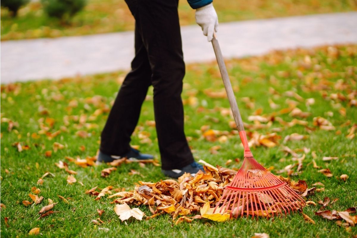 Homeowner Says His Neighbor Keeps Dumping Fallen Leaves Into His Garden Instead of Bagging Them, Now He’s Spending Hours Cleaning Up Every Week