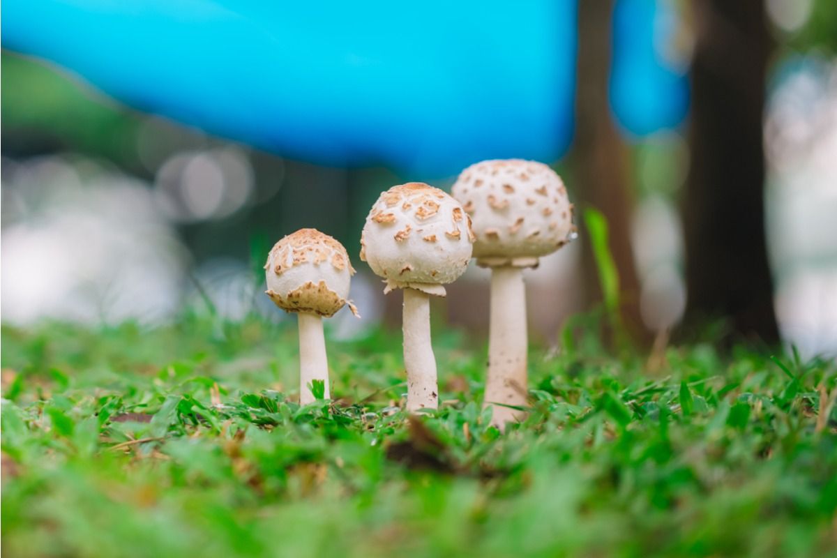 Homeowner Says His Neighbor Keeps Letting Garden Hoses Leak Under the Shared Fence, Now Mushrooms Are Spreading Through His Yard