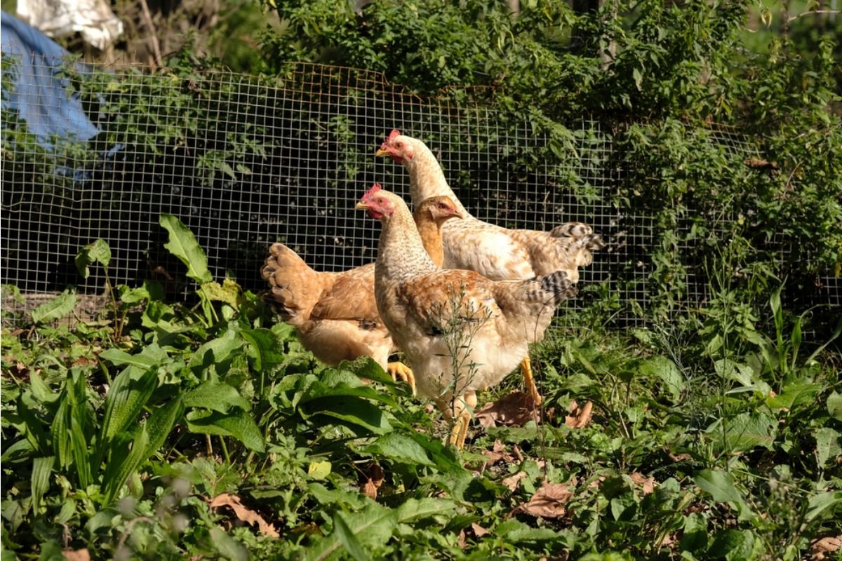 Homeowner Says His Neighbor Keeps Throwing Bread Into the Yard to Feed Birds, Now His Vegetable Garden Is Being Torn Apart by Wildlife
