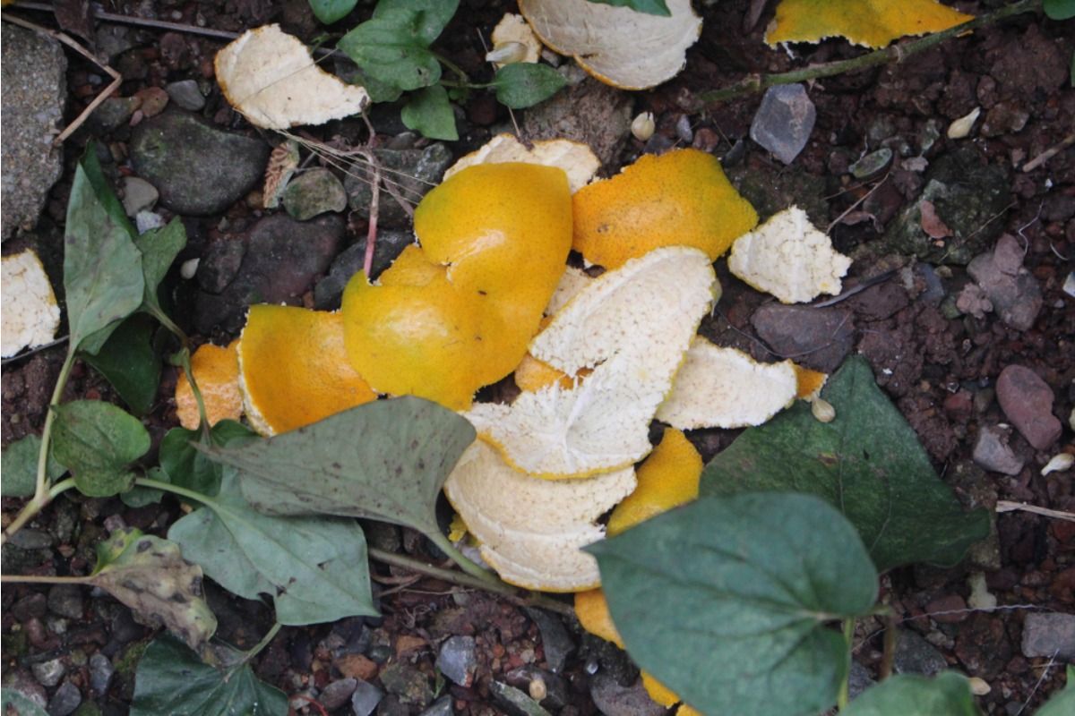Homeowner Says His Neighbor Keeps Throwing Fruit Peels Over the Fence “For the Soil,” Now Animals Are Digging Through His Garden Every Night