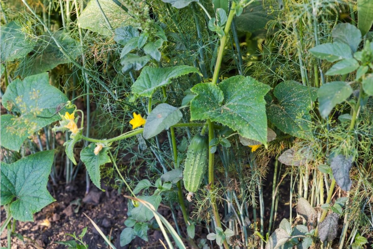 Homeowner Says His Neighbor Keeps Tossing Apple Cores Into His Garden “For Compost,” Now Random Plants Are Growing Everywhere