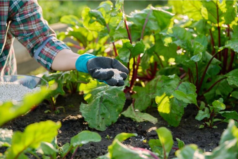 Homeowner Says His Neighbor Started Feeding His Garden Plants “Helpful” Additives Without Permission, Now He’s Worried About Long-Term Damage