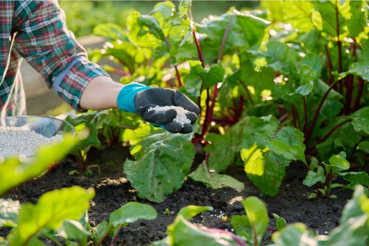 Homeowner Says His Neighbor Started Feeding His Garden Plants “Helpful” Additives Without Permission, Now He’s Worried About Long-Term Damage